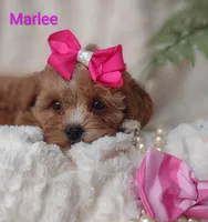 Marlee , a female Shihpoo for sale in Cadott, WI – 1 of 10