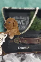 Tommie , a male Cavapoo for sale in Cadott, WI – 3 of 10