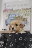 Nels, a male Cavachon for sale in Cadott, WI – 2 of 6