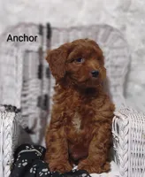 Anchor , a male Cavapoo for sale in Cadott, WI – 6 of 10