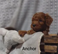 Anchor , a male Cavapoo for sale in Cadott, WI – 6 of 10