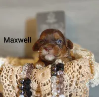 Maxwell , a male Shihpoo for sale in Cadott, WI – 4 of 5