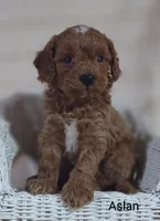 Aslan , a male Cavapoo for sale in Cadott, WI – 5 of 10