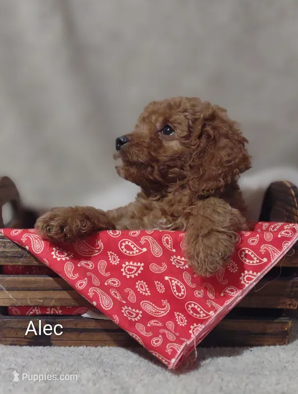 Alec – Cavapoo puppy for sale in Cadott, WI