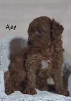 Ajay, a male Cavapoo for sale in Cadott, WI – 8 of 10