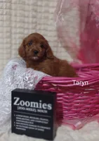 Taryn , a female Cavapoo for sale in Cadott, WI – 7 of 10