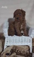 Andy, a male Cavapoo for sale in Cadott, WI – 3 of 10