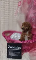 Tessa, a female Cavapoo for sale in Cadott, WI – 7 of 10