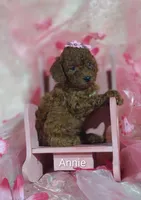 Annie , a male Cavapoo for sale in Cadott, WI – 4 of 10