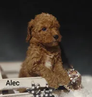 Alec, a male Cavapoo for sale in Cadott, WI – 6 of 10