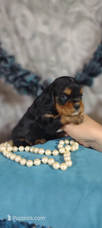 Caesar  – Cavalier King Charles Spaniel puppy for sale in Cadott, WI
