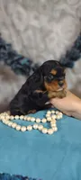 Caesar , a male Cavalier King Charles Spaniel for sale in Cadott, WI – 2 of 10
