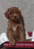 Ajay, a male Cavapoo for sale in Cadott, WI – 8 of 9