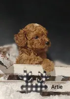 Artie , a male Cavapoo for sale in Cadott, WI – 8 of 10