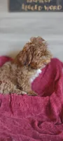 Maxwell , a male Shihpoo for sale in Cadott, WI – 4 of 9