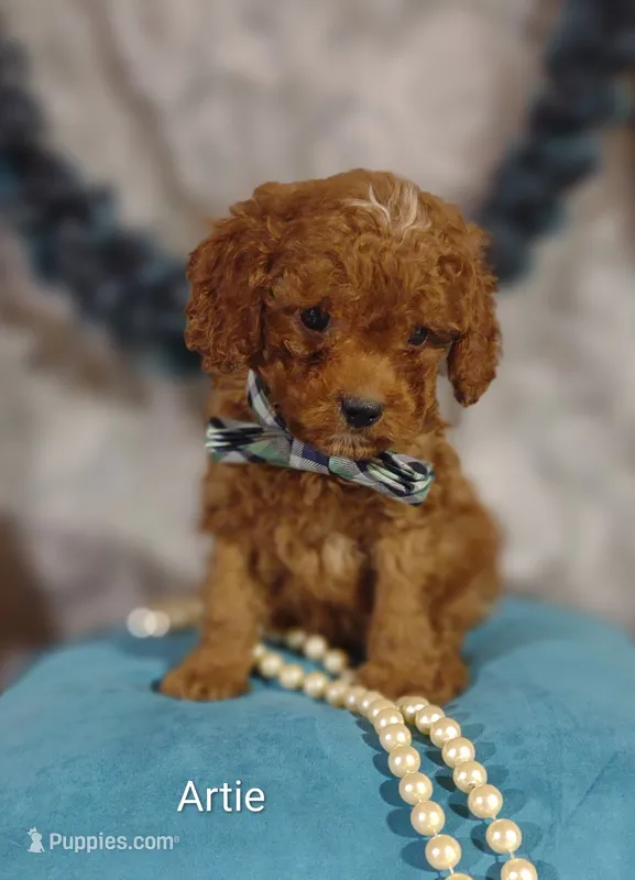 Artie  – Cavapoo puppy for sale in Cadott, WI
