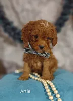Artie , a male Cavapoo for sale in Cadott, WI – 1 of 10