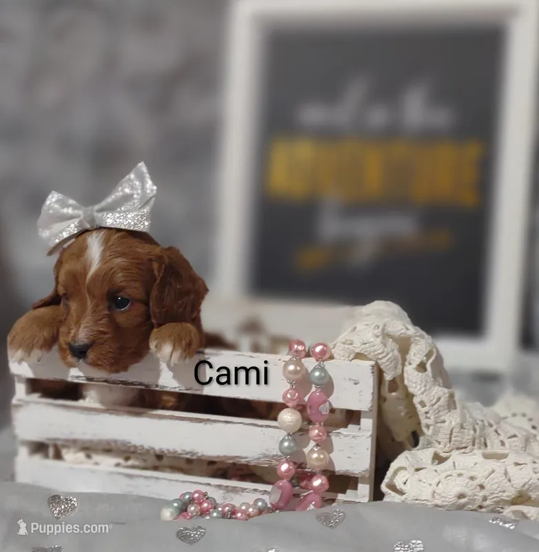 Cami – Cavapoo puppy for sale in Cadott, WI