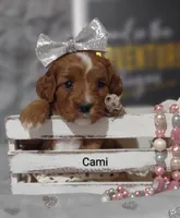 Cami, a female Cavapoo for sale in Cadott, WI – Photo 4 of 10