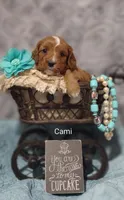 Cami, a female Cavapoo for sale in Cadott, WI – Photo 9 of 10