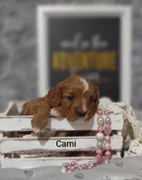 Cami, a female Cavapoo for sale in Cadott, WI – Photo 2 of 10