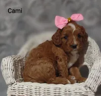 Cami, a female Cavapoo for sale in Cadott, WI – Photo 6 of 10