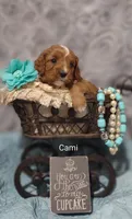 Cami, a female Cavapoo for sale in Cadott, WI – Photo 8 of 10