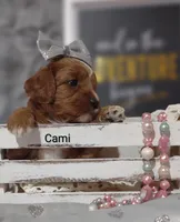 Cami, a female Cavapoo for sale in Cadott, WI – Photo 5 of 10