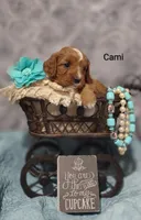 Cami, a female Cavapoo for sale in Cadott, WI – Photo 10 of 10