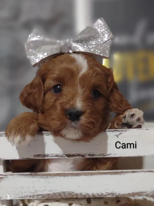 Cami – Cavapoo puppy on hold in Cadott, WI