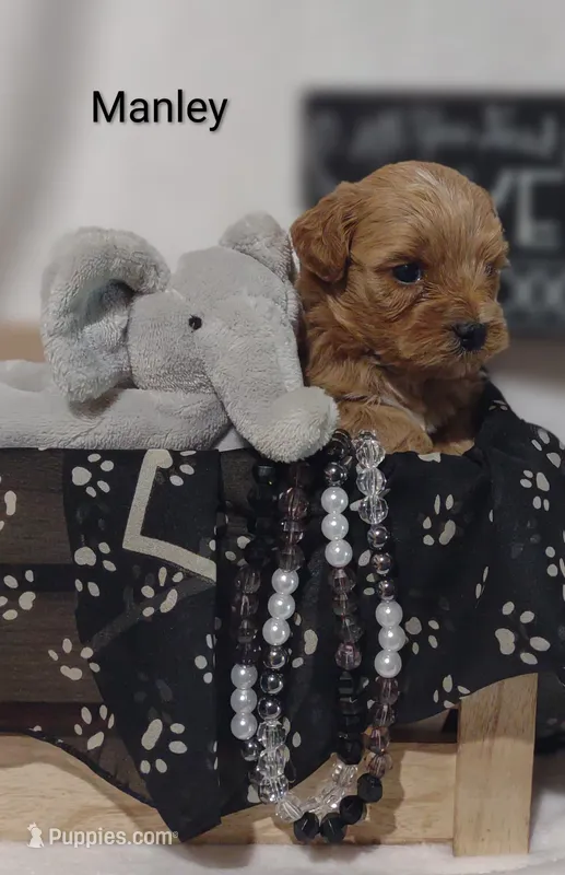 Manley  – Shihpoo puppy for sale in Cadott, WI
