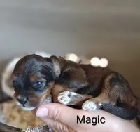 Magic , a male Shihpoo for sale in Cadott, WI – 6 of 9