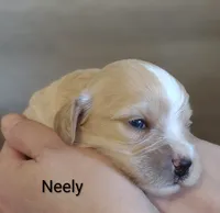 Neely , a male Cavachon for sale in Cadott, WI – 4 of 5