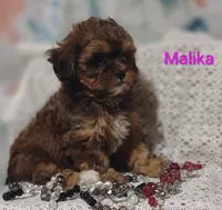 Malika , a female Shihpoo for sale in Cadott, WI – 4 of 10