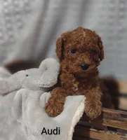 Audi , a male Cavapoo for sale in Cadott, WI – 3 of 10