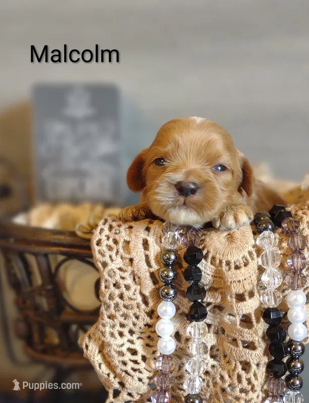Malcolm  – Shihpoo puppy for sale in Cadott, WI