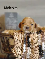 Malcolm , a male Shihpoo for sale in Cadott, WI – 1 of 5