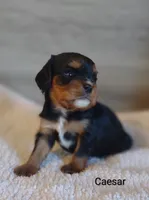 Caesar , a male Cavalier King Charles Spaniel for sale in Cadott, WI – 6 of 10
