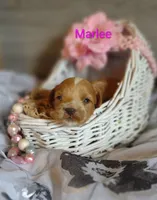 Marlee , a female Shihpoo for sale in Cadott, WI – 5 of 10