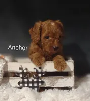 Anchor , a male Cavapoo for sale in Cadott, WI – 7 of 10