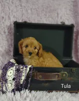 Tula, a female Cavapoo for sale in Cadott, WI – 10 of 10