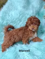Maxwell , a male Shihpoo for sale in Cadott, WI – 9 of 9