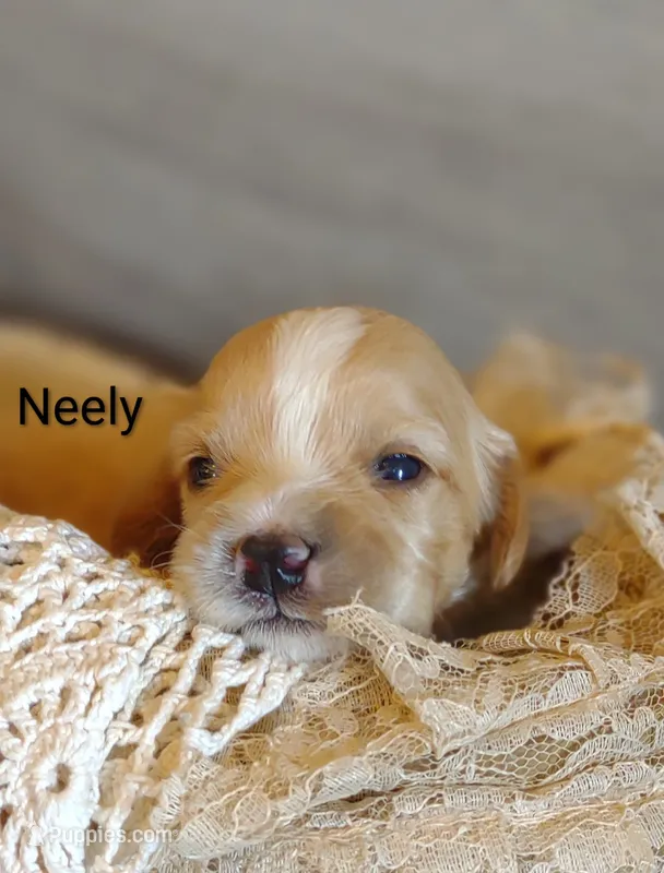 Neely  – Cavachon puppy for sale in Cadott, WI