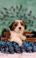 Hayden , a male Cavapoo and Shih Tzu for sale in Cadott, WI – 4 of 10