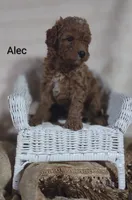 Alec, a male Cavapoo for sale in Cadott, WI – 4 of 10