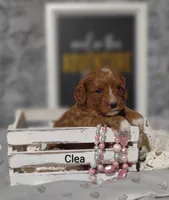 Clea, a female Cavapoo for sale in Cadott, WI – Photo 5 of 8