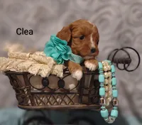Clea, a female Cavapoo for sale in Cadott, WI – Photo 3 of 8