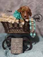 Clea, a female Cavapoo for sale in Cadott, WI – Photo 6 of 8