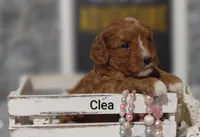 Clea, a female Cavapoo for sale in Cadott, WI – Photo 4 of 8