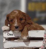 Clea, a female Cavapoo for sale in Cadott, WI – Photo 2 of 8